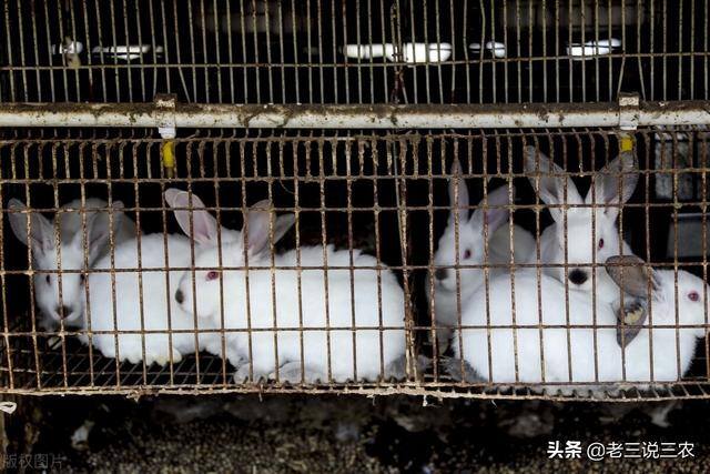 兔子养殖的利润怎么样（养兔想赚钱，选择好品种是成功的一半）