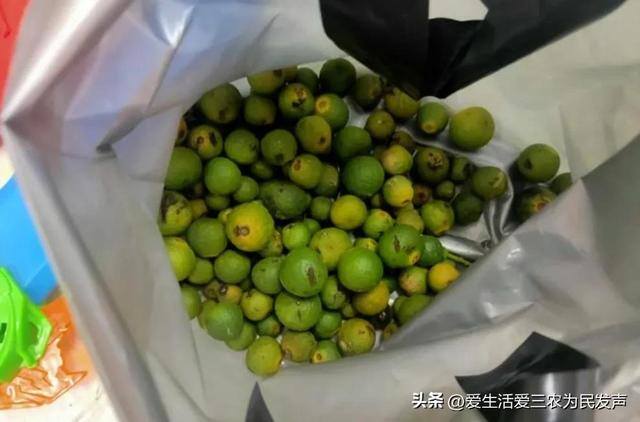 农村有什么好的创业项目见效快（出口枳实项目）