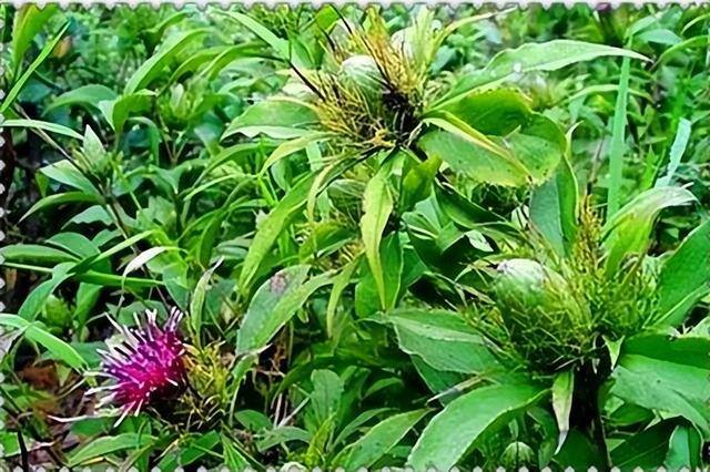农作物种植什么赚钱（口罩事件之后，农村种植什么蔬菜比较好？）