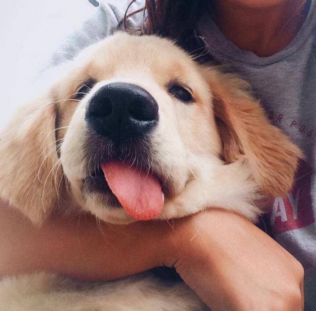 新手适合养什么狗（最好养的6种宠物犬，给它们吃的就能养活，很适合新手饲养！）