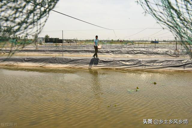 泥鳅饲养（泥鳅的养殖技术）