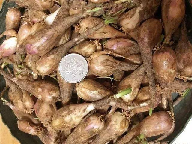 种花赚钱的软件（家里养芦荟，养成这样，一盆变多盆！）