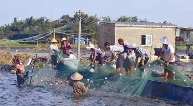 养虾投10万大约赚多少（徐子波：虾塘养殖的“怪圈”）