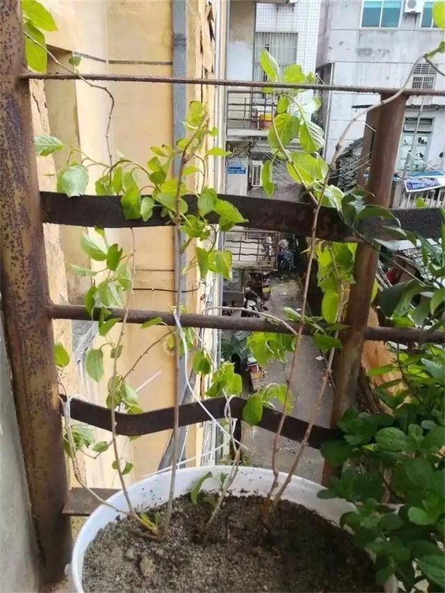 小型室内种植致富（阳台种上这几种水果树，果子多又甜蜜，好吃又好看！）