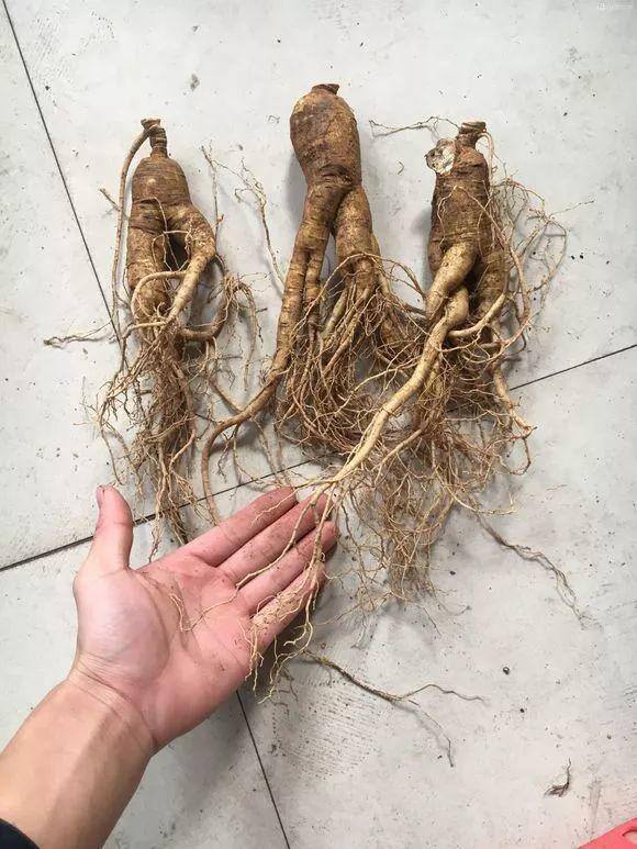 灵芝的栽培养殖方法（这5种花，又好看又能当药材，养一盆身体倍棒！）