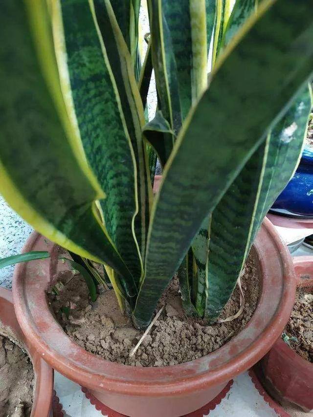 种花赚钱的软件（家里养芦荟，养成这样，一盆变多盆！）