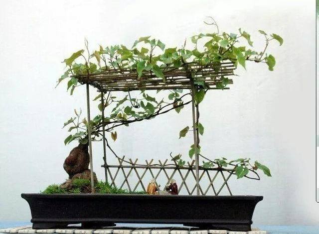 灵芝的栽培养殖方法（这5种花，又好看又能当药材，养一盆身体倍棒！）