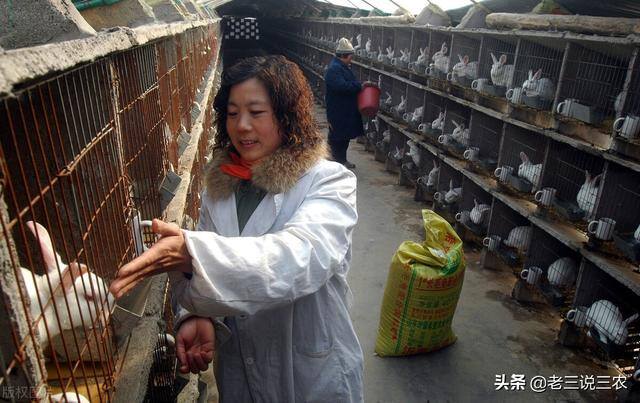 兔子养殖的利润怎么样（养兔想赚钱，选择好品种是成功的一半）