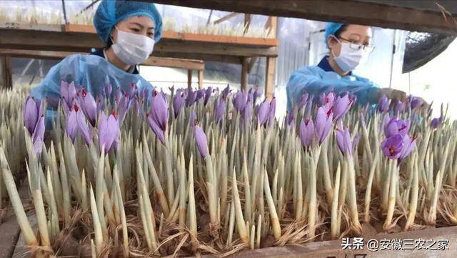 种地一亩地可以赚多少钱（种植藏红花的注意事项）