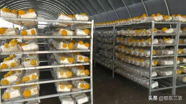 金耳菌种植挣钱吗（“金耳”与其它颜色的木耳有什么区别吗？）
