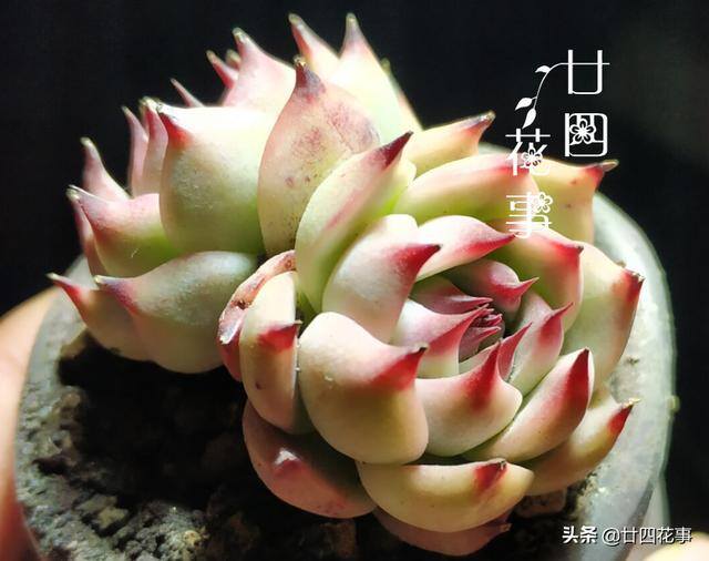 10种公认阳台最好养的多肉（阳台养多肉植物，光照不足，叶片会徒长的5种品种）