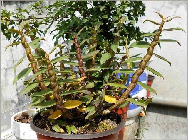 灵芝的栽培养殖方法（这5种花，又好看又能当药材，养一盆身体倍棒！）