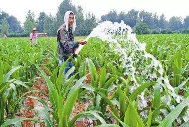 种玉米一亩地能赚多少钱（农民种植玉米，每亩地能赚多少钱？）