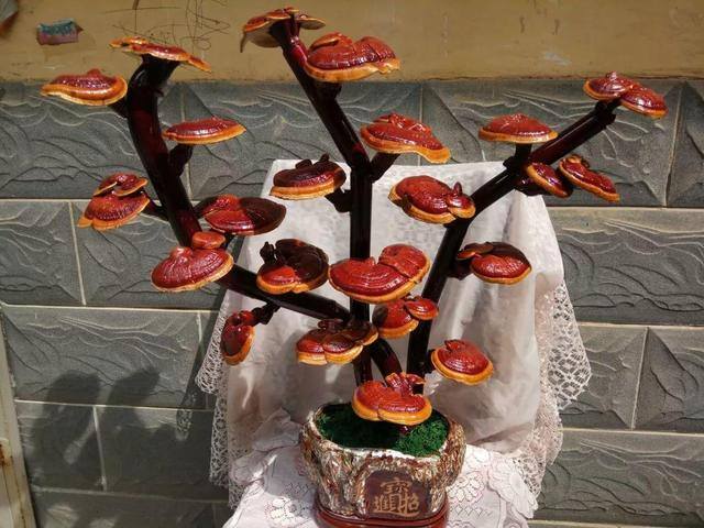 灵芝的栽培养殖方法（这5种花，又好看又能当药材，养一盆身体倍棒！）