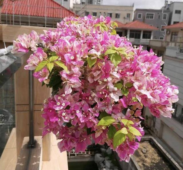 进门放什么植物风水好（“富不富，门前树”，家里养4种树，旺运增财气，寓意好！）
