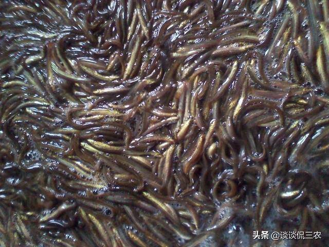 泥鳅养殖成本（亩产3000斤，一斤20元，养泥鳅赚大钱）