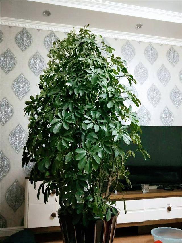 发财树放在客厅什么位置好（客厅养这几种植物，寓意着财运亨通，财运亨通）