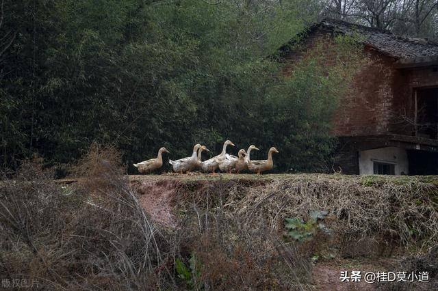 农村养什么投资小利润大（在农村里面做养殖收益怎么样？）