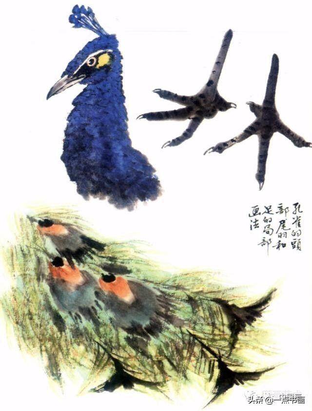 漂亮的孔雀怎么画（孔雀的基本技法）