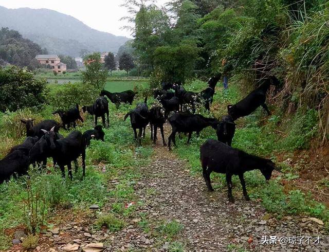 养山羊100只一年赚多少钱（养殖20只黑山羊母羊，一年的纯利润接近7万元）