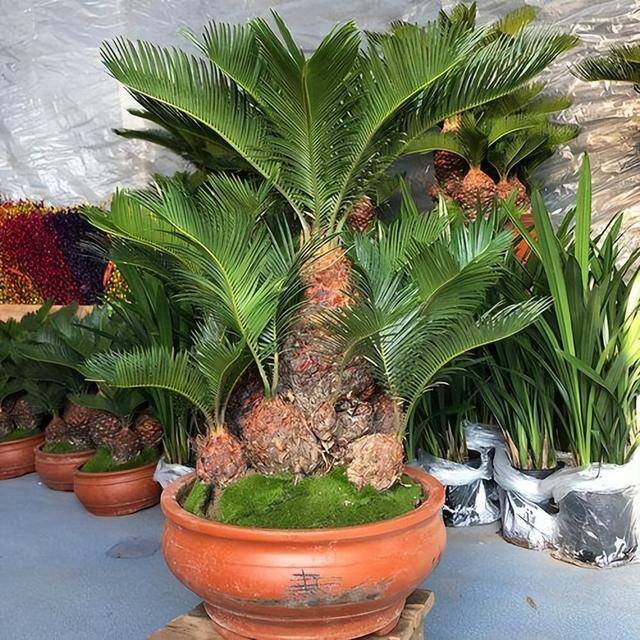适合客厅养的大型植物有哪些（家里养这几种树，好兆头！）
