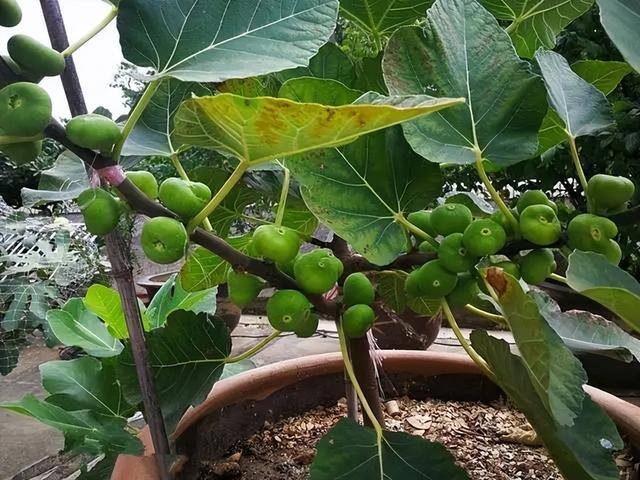 小型室内种植致富（阳台种上这几种水果树，果子多又甜蜜，好吃又好看！）