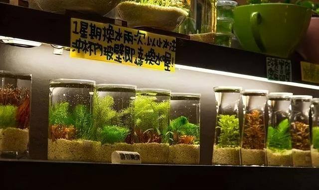 投资小利润高的生意（胜洋水草休闲农场——水草养殖、餐饮、diy）