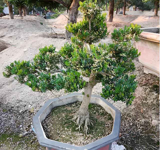 院子里栽什么树镇宅旺财（“家有4种镇宅树，不富也发”，种植后容易成活，养2年价值翻倍）