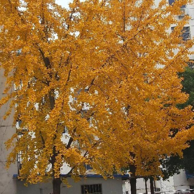 最旺运的风水树（家里养这5种树，好看又好闻，好看又大气！）