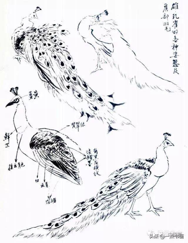 漂亮的孔雀怎么画（孔雀的基本技法）
