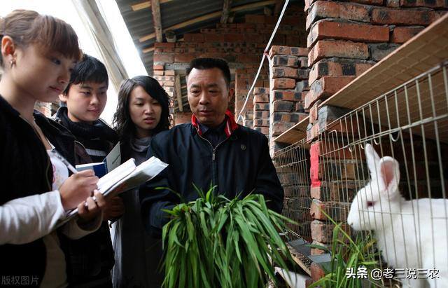 兔子养殖的利润怎么样（养兔想赚钱，选择好品种是成功的一半）