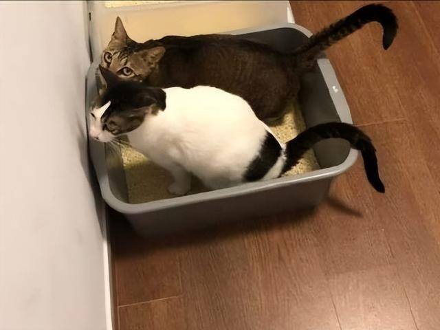 养猫好吗（养猫有这7大好处！不瞒你说，这是有科学依据的，别不信！）