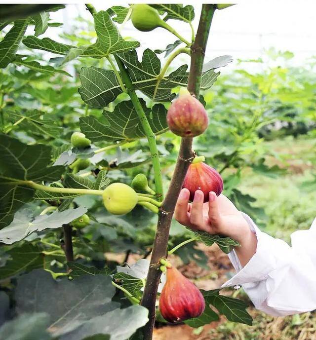 小型室内种植致富（阳台种上这几种水果树，果子多又甜蜜，好吃又好看！）
