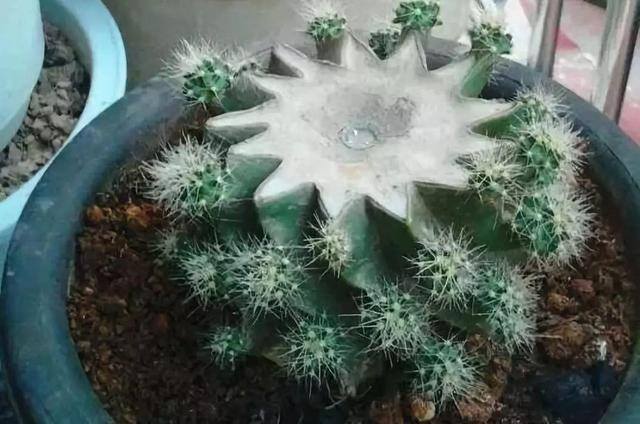 种花赚钱的软件（家里养芦荟，养成这样，一盆变多盆！）