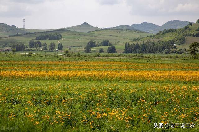 药材种植什么最赚钱找制药厂合作（25年间，他带领村民种柴胡，当归中药材，使村民亩增收8500元）