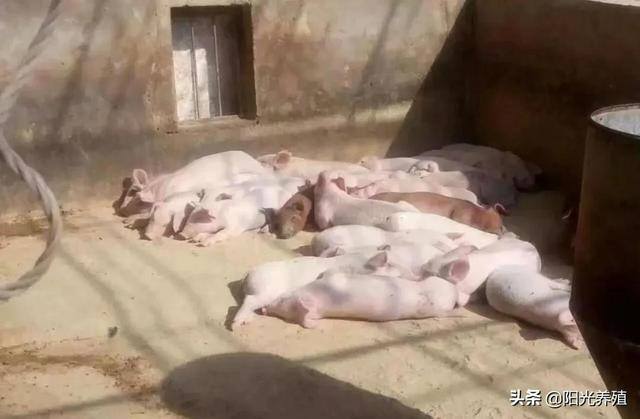 养10头母猪一年的利润（50头母猪的盈利模式）