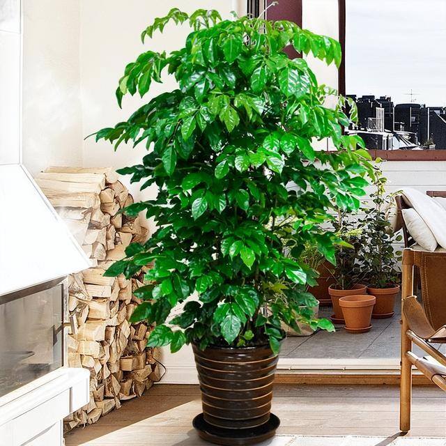 适合客厅养的大型植物有哪些（家里养这几种树，好兆头！）