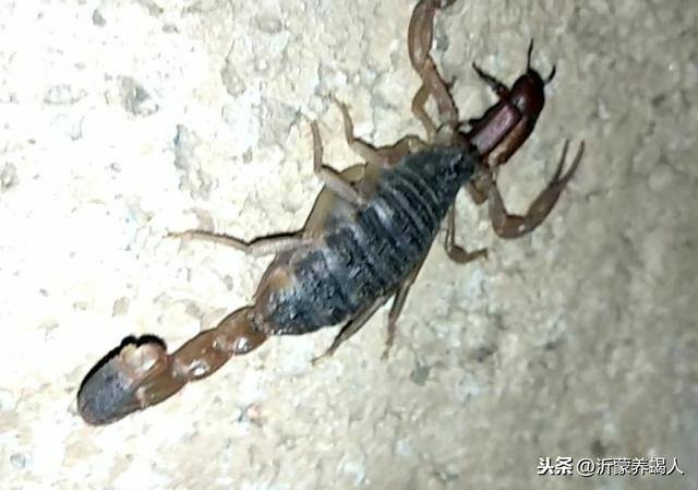 养殖蝎子喂什么（蝎子养殖，如何科学的投喂饲料？）