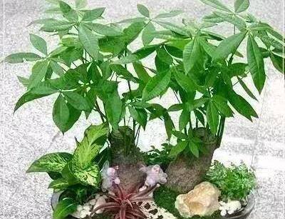 发财树浇水（发财树浇水的时候积水怎么办？）