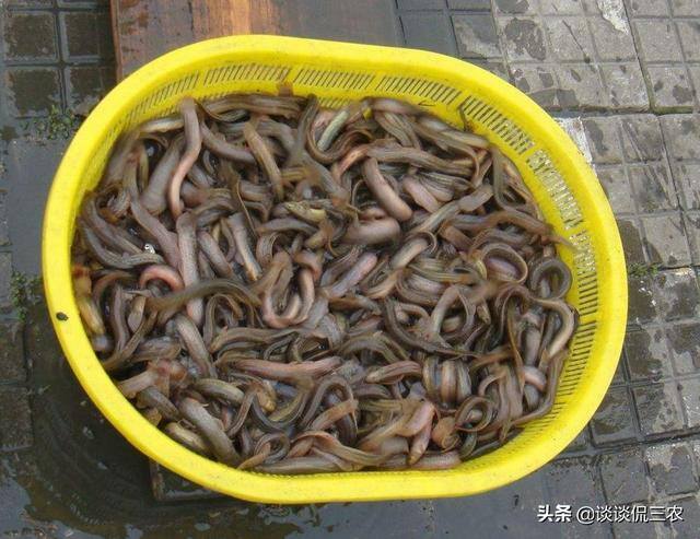 泥鳅养殖成本（亩产3000斤，一斤20元，养泥鳅赚大钱）