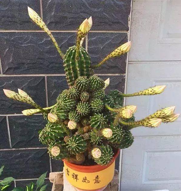 种花赚钱的软件（家里养芦荟，养成这样，一盆变多盆！）