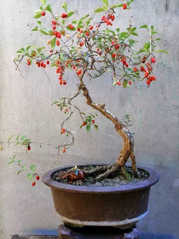 灵芝的栽培养殖方法（这5种花，又好看又能当药材，养一盆身体倍棒！）