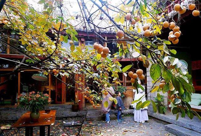 一进门口摆放什么植物旺风水（家里种这7种树，寓意吉祥，富贵又吉祥）