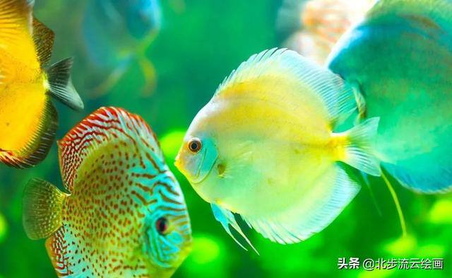 简单画画 儿童（儿童简笔画教程：小鱼，简单易学的绘画步骤）