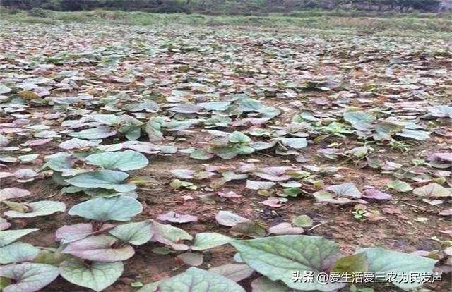 种植什么药材周期短还赚钱（农村种植紫色大白菜赚钱吗？）