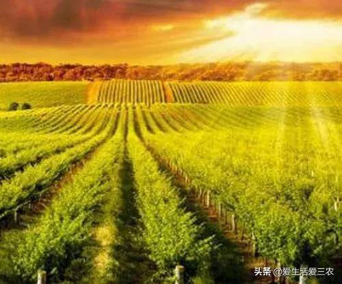 开厂做什么项目好（在农村开一家辣椒制品加工厂是否可行）