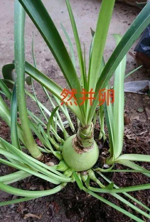 种花赚钱的软件（家里养芦荟，养成这样，一盆变多盆！）