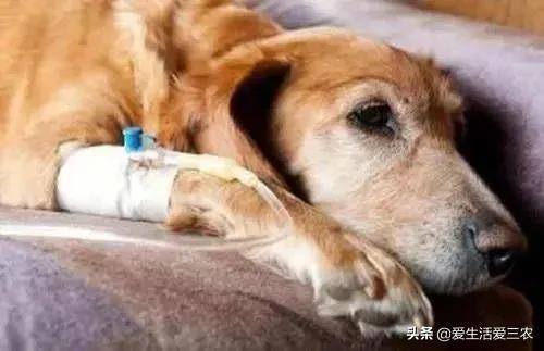 养狗挣钱吗（农村养殖肉狗挣钱吗？）