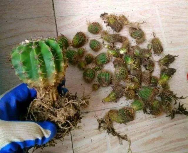 种花赚钱的软件（家里养芦荟，养成这样，一盆变多盆！）
