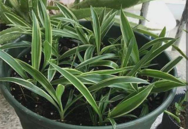 家庭养殖业什么最赚钱（这4种植物，养上一盆，就能繁殖上百棵小苗）